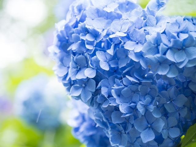 紫陽花の祭壇が人気の理由とは?演出の工夫と注意点・事例を紹介