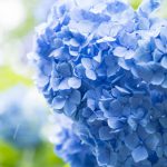 紫陽花の祭壇が人気の理由とは？演出の工夫と注意点・事例を紹介