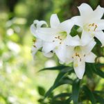 【人気の花祭壇】種類・選び方から花材・色合いまで解説